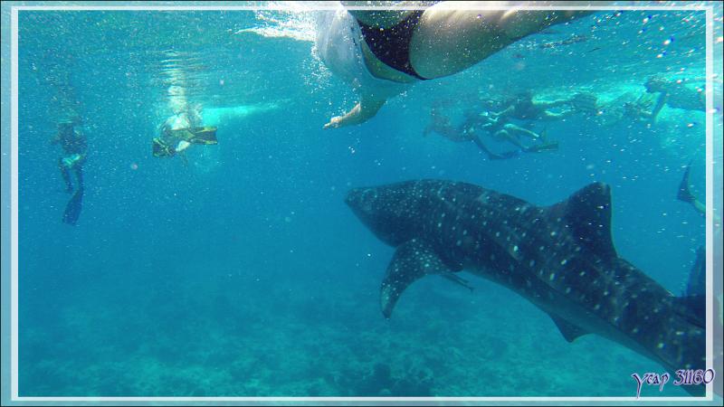 Ma cinquième rencontre avec un Requin-baleine : la seconde période ne fut pas de tout repos ! - Sud de l'atoll d'Ari - Maldives