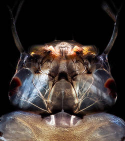 ART MICRO BIOLOGIQUE