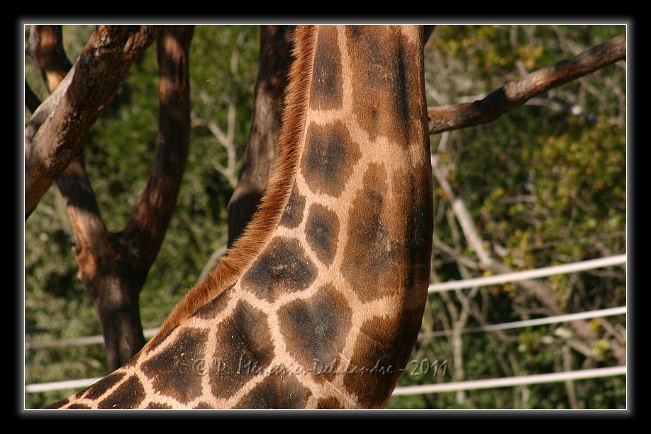 Girafe en Kit...