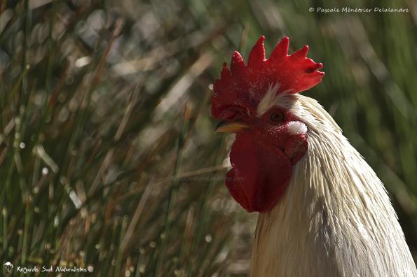 Coq blanc
