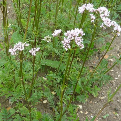 Fleurs cultivées : Valériane
