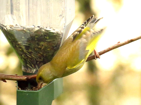D'autres beaux oiseaux ont fréquenté mon jardin cet hiver....