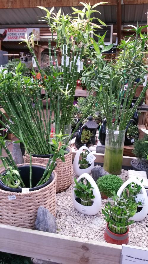 Un petit tour dans une jardinerie 