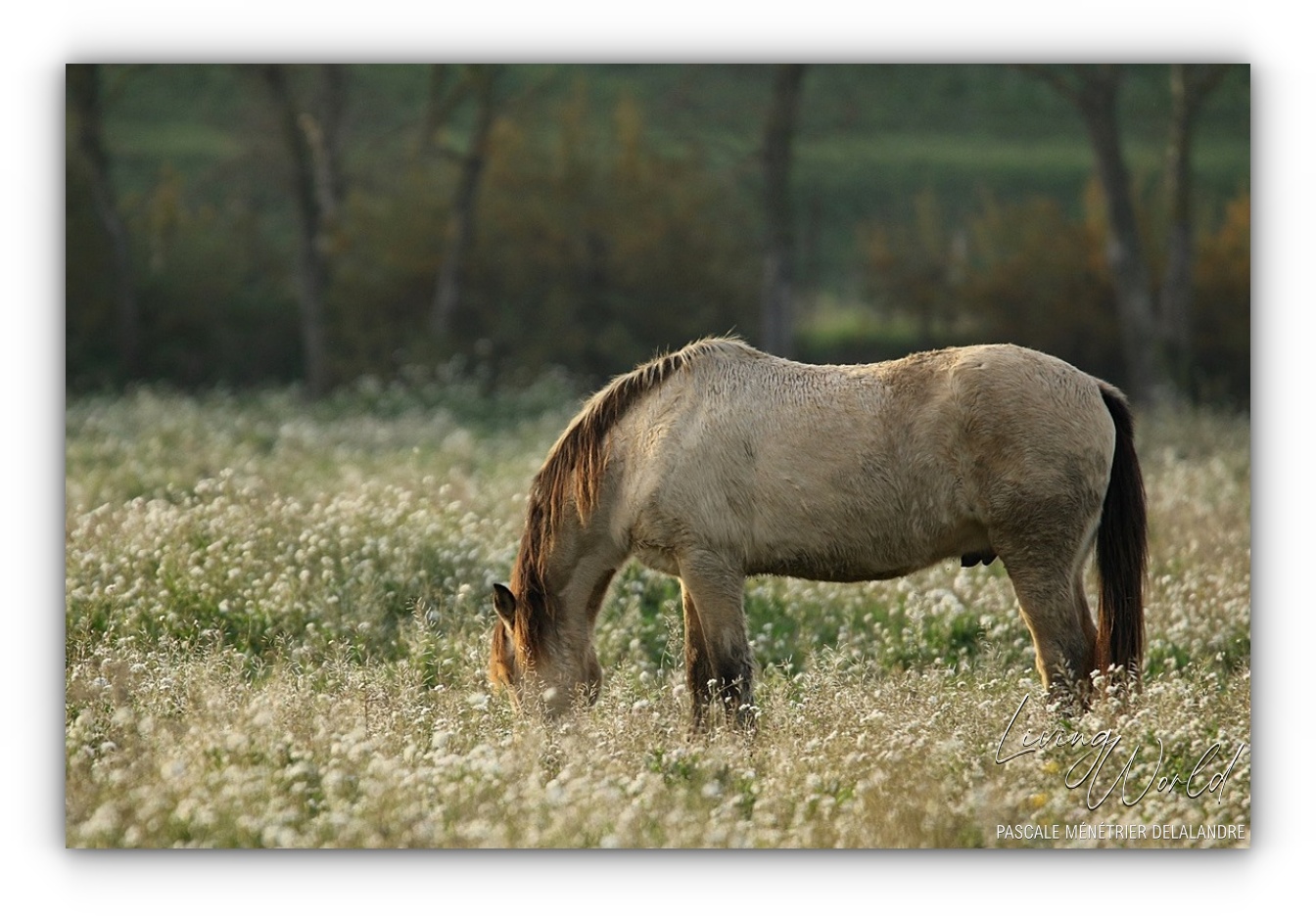 Poulain Camarguais