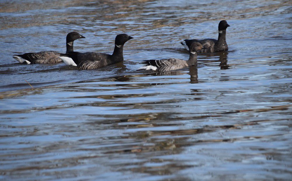 Oies bernaches près de la jetée d'Arès - février 2024...