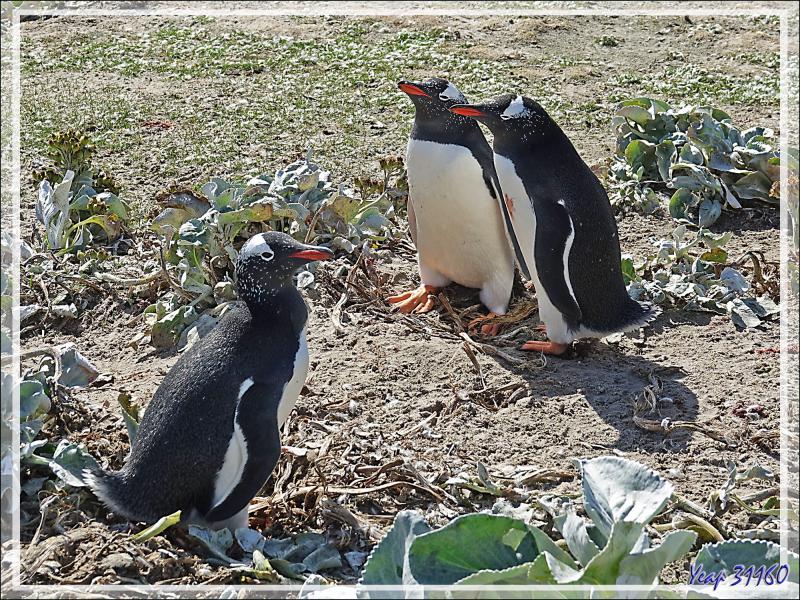 Manchots papous : autant ils sont mignons en dehors de la manchotière, autant ils sont chamailleurs en groupe - The Neck (Le Cou) - Saunders Island - Falkland (Malvinas, Malouines) - Grande-Bretagne