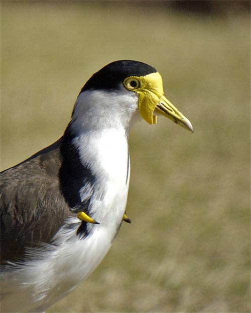 La  faune  australienne  est  incroyalement  fournie