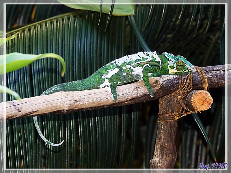 Une heure après, je retrouve ce Caméléon panthère mâle en cours de mue, Moulting of Panther chameleon (Furcifer pardalis) - Nosy Sakatia - Madagascar