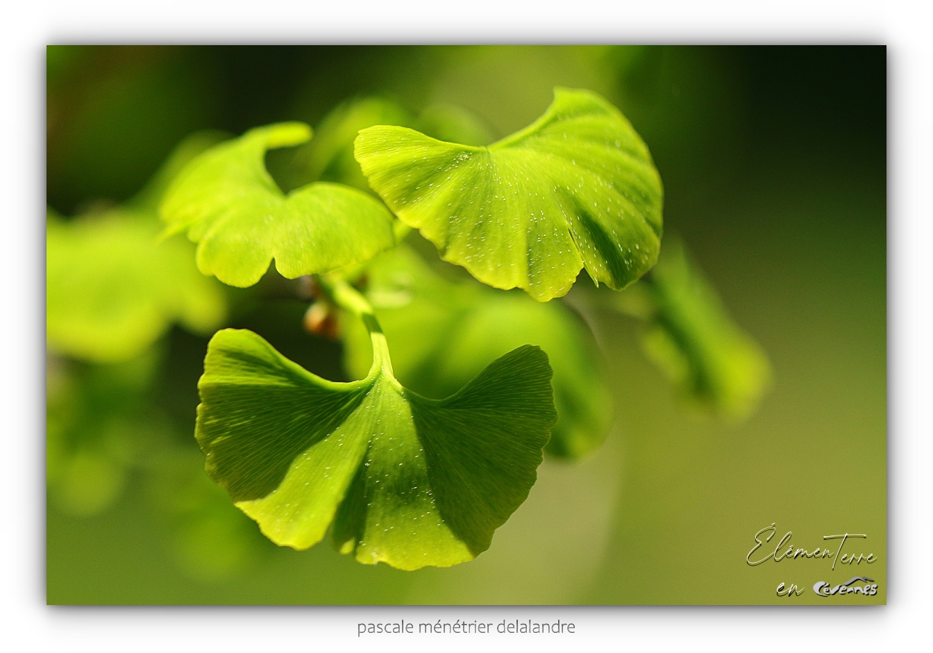 Ginkgo biloba 