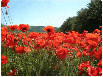 GIFS Coquelicots