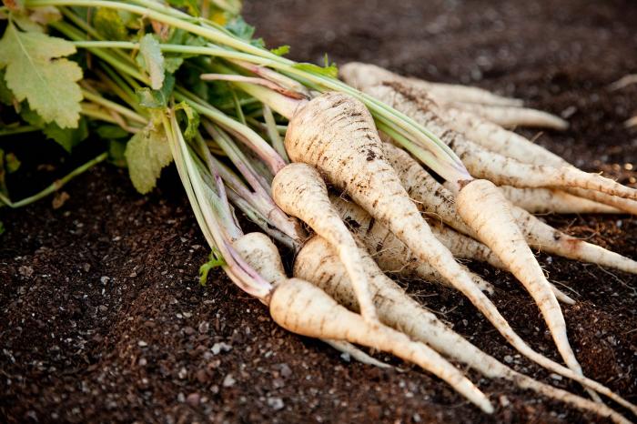 Légumes du mois d'Août