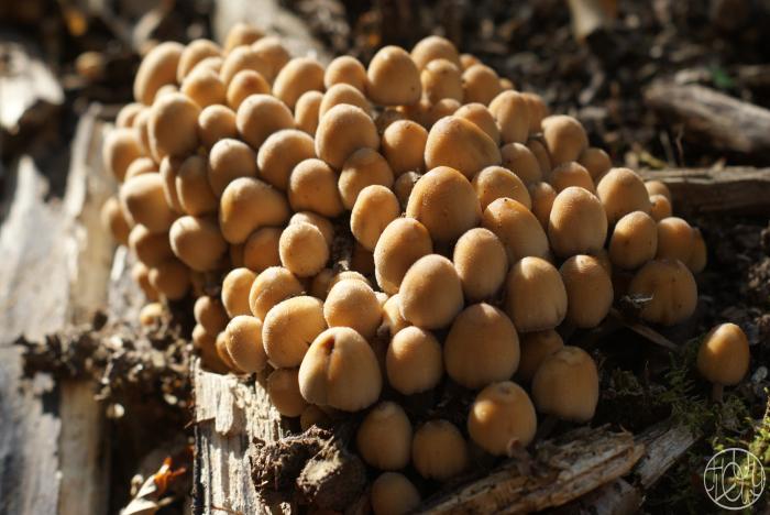 Cueillette de champignons...