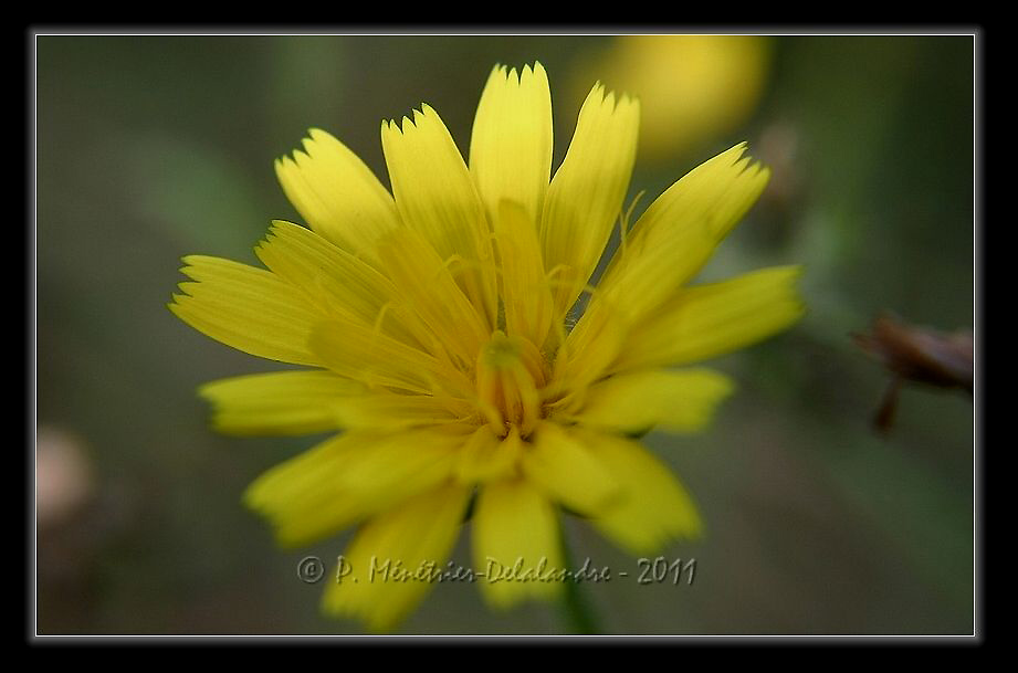 Encore et toujours des fleurs...