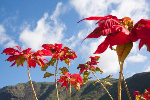 Fleurs cultivées : Poinsettia