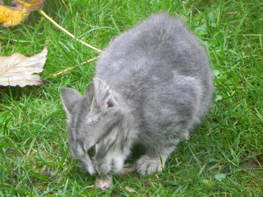 un petit minou dans le jardin