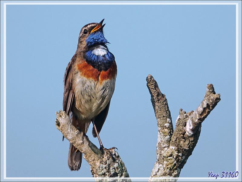 Gorge-bleue à miroir, Bluethroat (Luscinia svecica) - Ars-en-Ré - Ile de Ré - 17