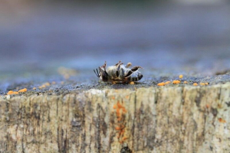 Abeille morte par pesticides (Image Web)