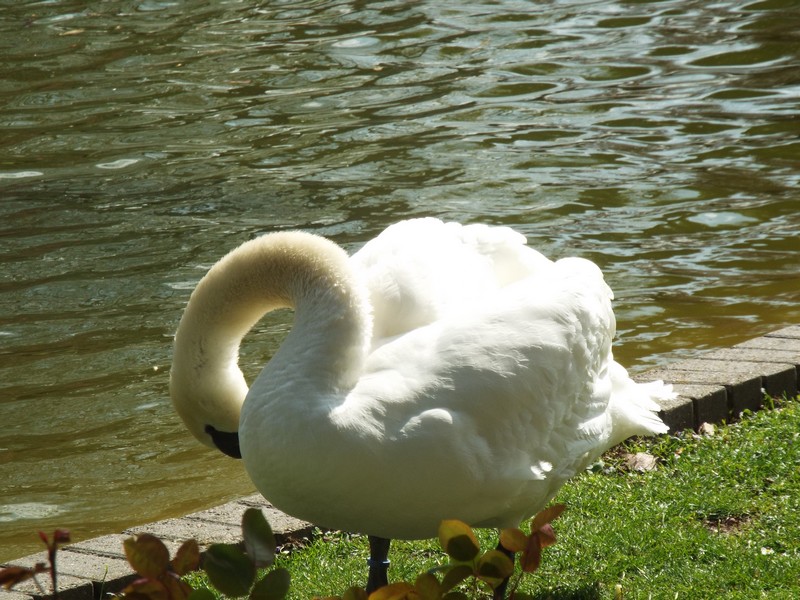 cygnes