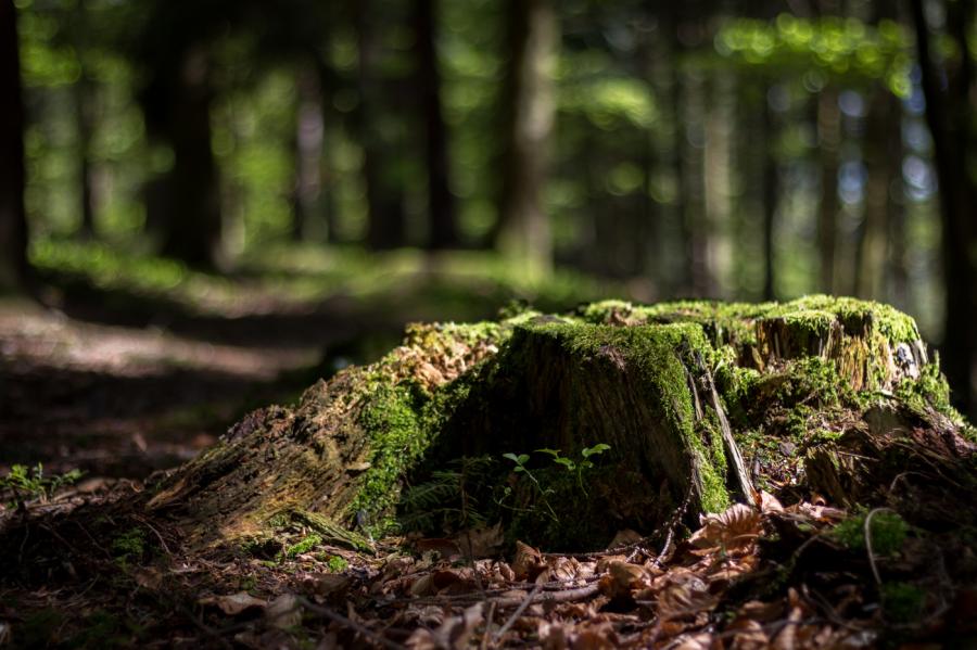 forêt