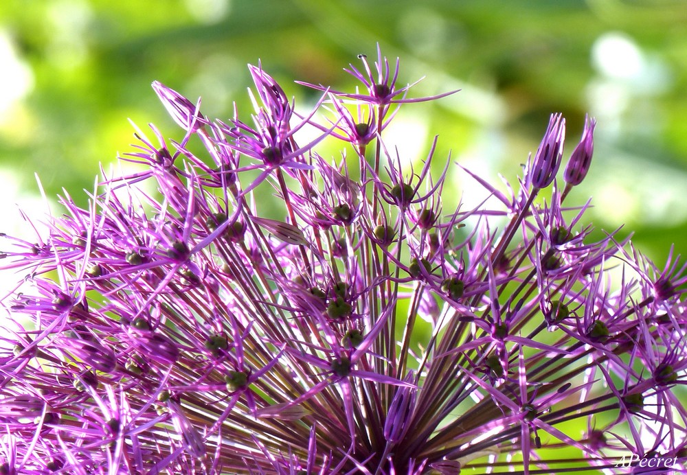 Faune et Flore au Jardin des Plantes