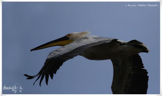 Pélican dans le ciel de Camargue