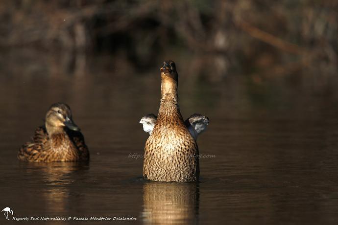 Canard colvert ♀