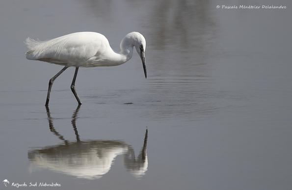 Aigrette garzette