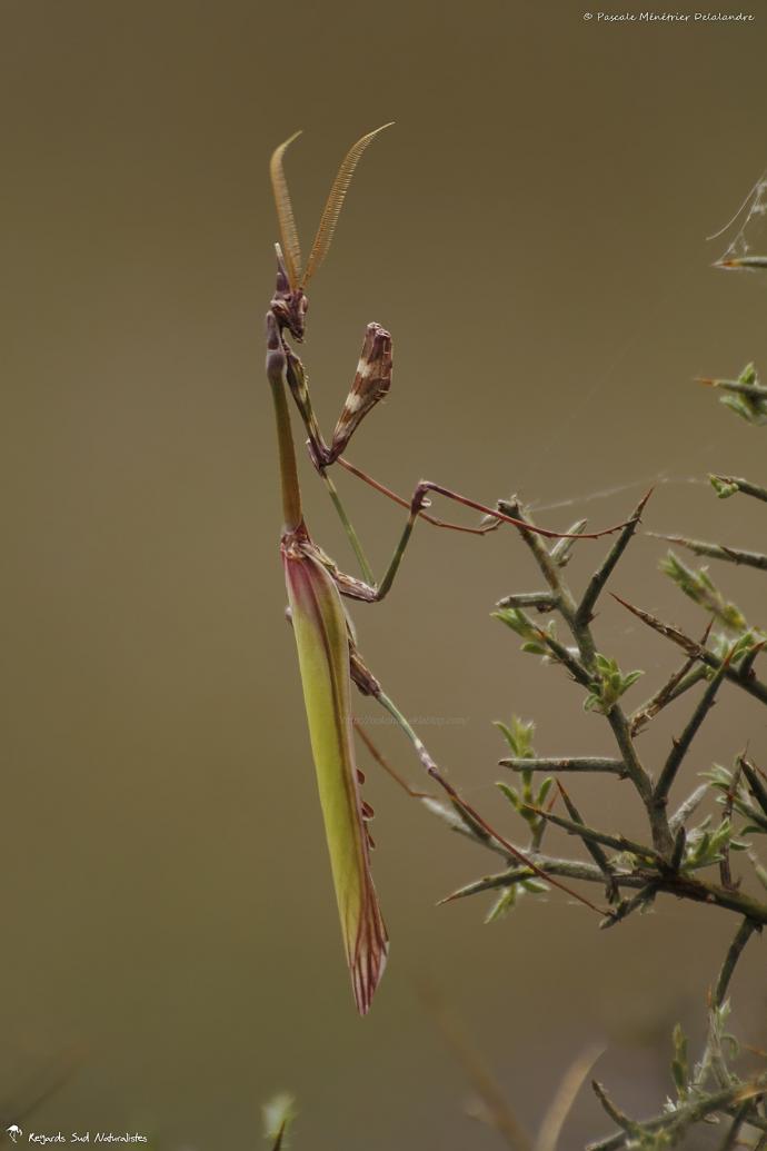 Empuse commune ♂ (Empusa pennata)