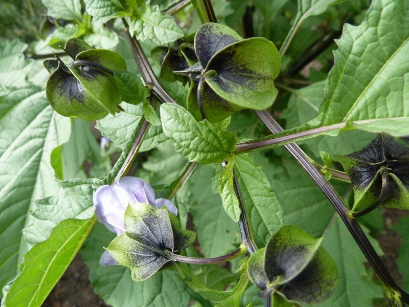 Nicandra ...