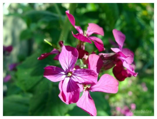 La lunaire ou monnaie du pape du jardin