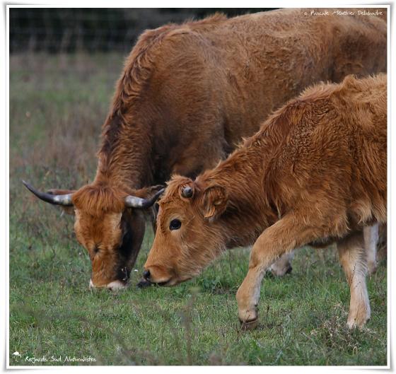 Nos belles Aubrac