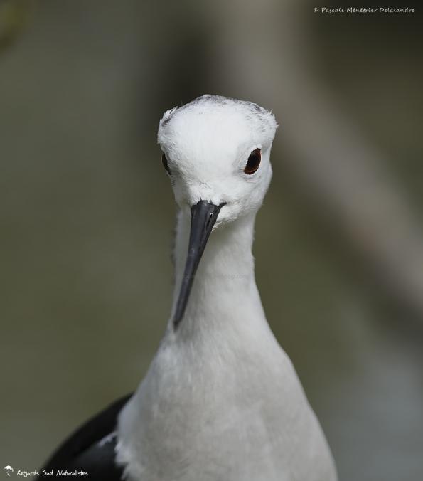 Portraits d'Echasse blanche