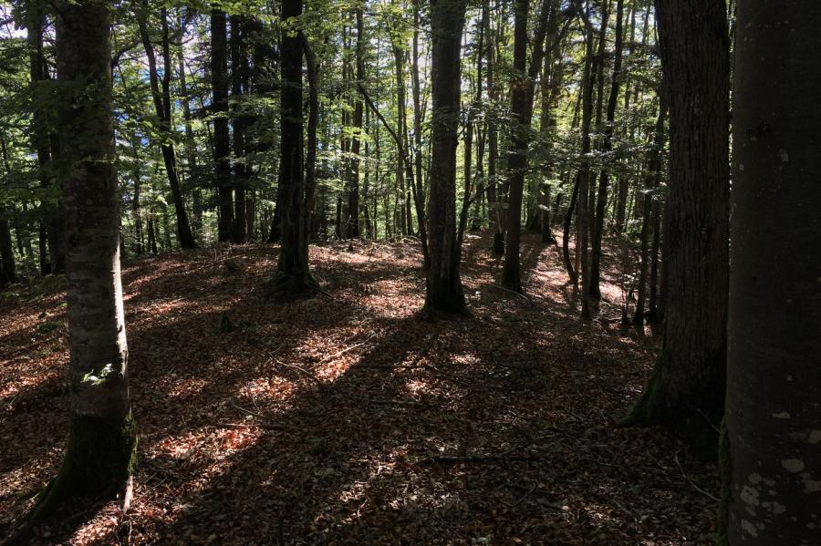 forêt