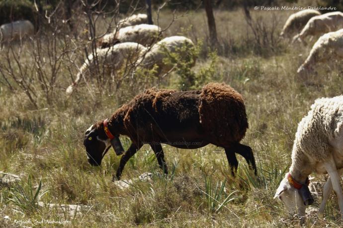 Caussenardes des Garrigues