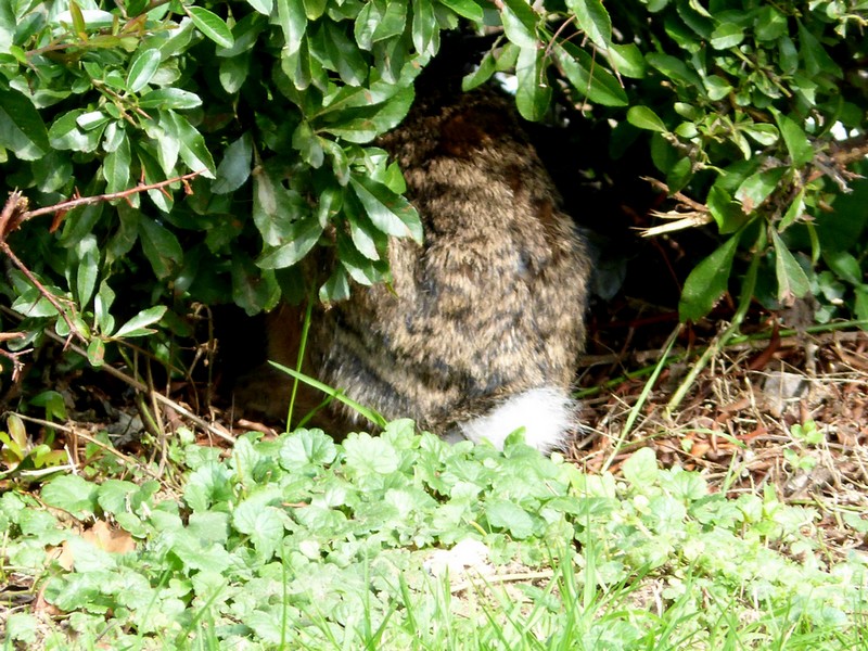 Hier les canards, aujourd'hui ...
