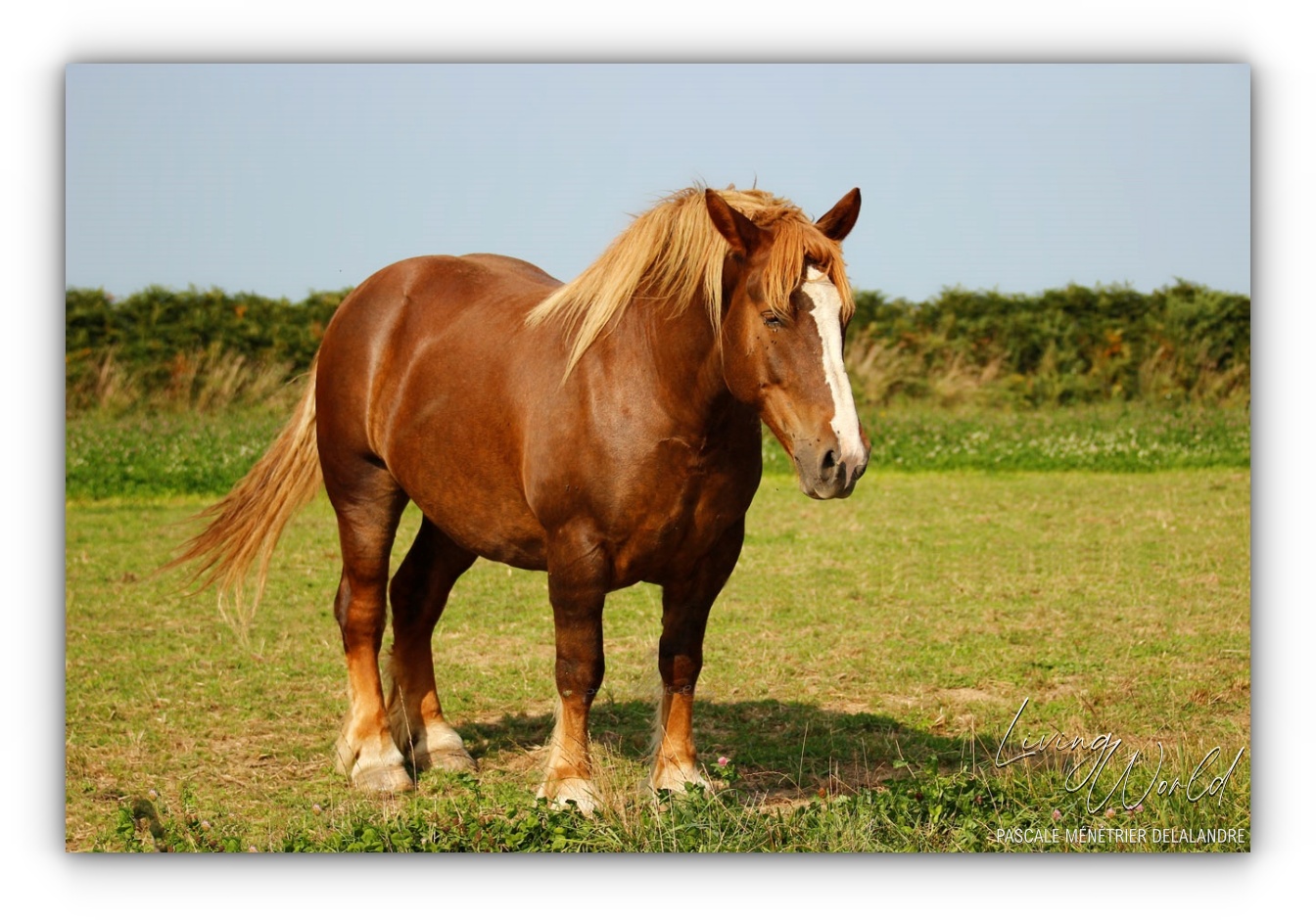 Postier Breton