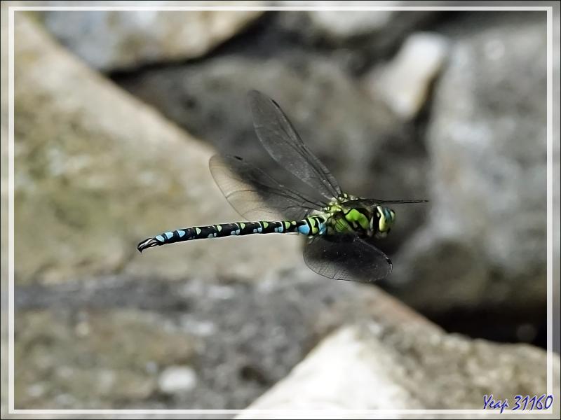Libellule Æschne bleue mâle en vol, Southern hawker (Aeshna cyanea) - Lartigau - Milhas - 31
