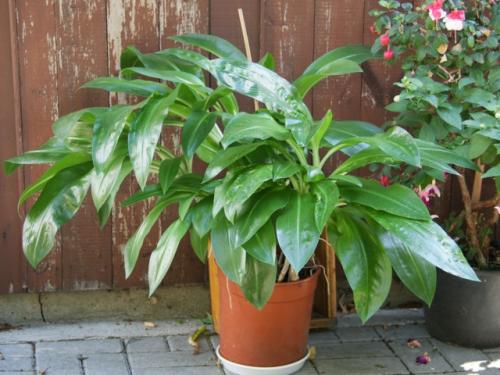 Fleurs cultivées : Scadoxus
