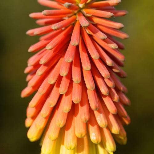 Fleurs cultuvées : Kniphofia