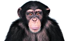 Vieux singes, mes cousins.