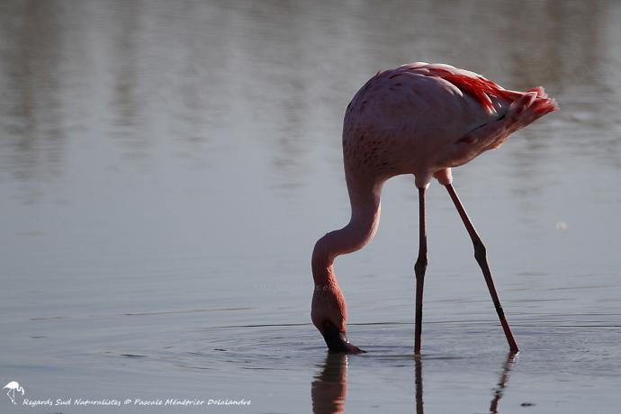 Flamant nain