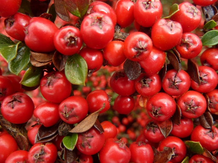 Le cotonéaster ...