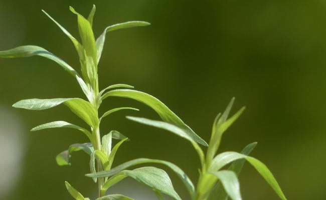 Plantes aromatiques  1ère partie