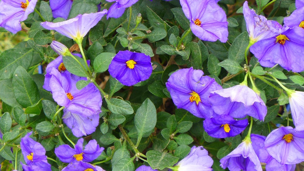 Mon nouveau solanum bleu...