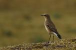 Muscicapidae