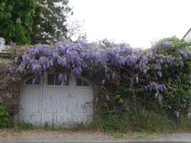 Une autre fleur de printemps la glycine
