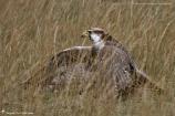 Falconidae