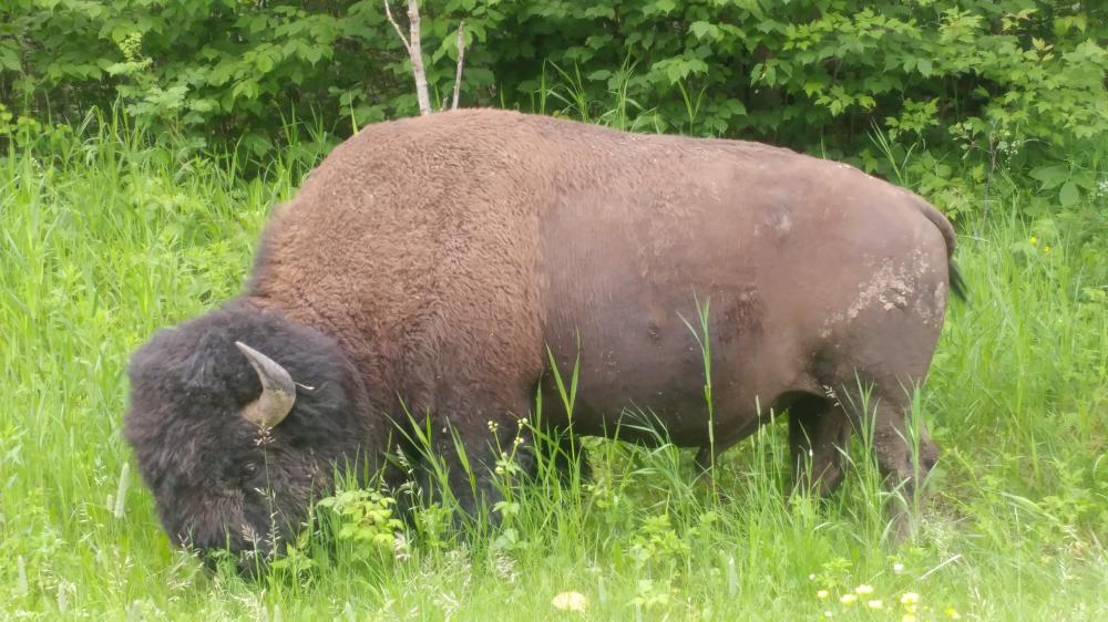 2019 summer vacation: Day ten - From Vegreville to Edmonton