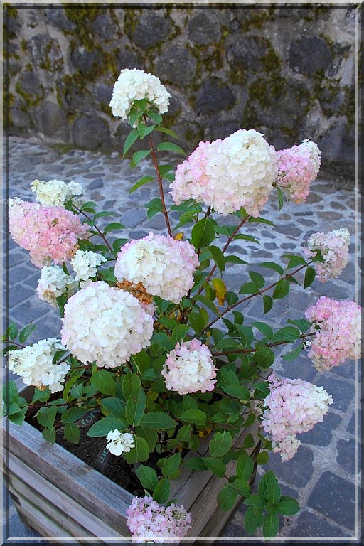 938 - Visite de Salers dans le Cantal (19)