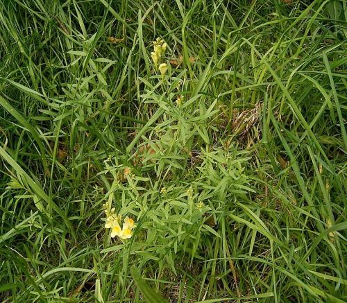 Fleurs cultivées : Linaires